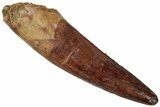 Fossil Spinosaurus Tooth - Real Dinosaur Tooth #311170-1